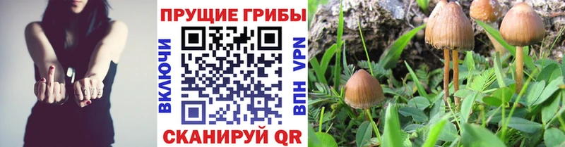 Купить закладки  Чехов  Псилоцибиновые грибы ЛСД 